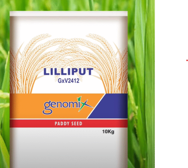 GXV-2412 (LILLIPUT) Rice Seeds