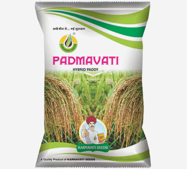 PADMAVATHI Rice Seeds