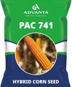 Advanta PAC 741 Maize Seeds