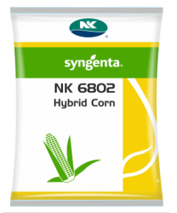 Syngenta NK 6802 Plus Maize Seeds